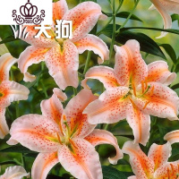 封后带芽香水百合花盆栽带花苞室内外花卉风信子水仙花苗四季种易活 [A18魔法(送盆土生根肥) 含盆