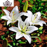 封后带芽香水百合花盆栽带花苞室内外花卉风信子水仙花苗四季种易活 [A22西伯利(送盆土生根肥) 含盆