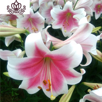 封后带芽香水百合花盆栽带花苞室内外花卉风信子水仙花苗四季种易活 [A23水特里(送盆土生根肥) 含盆