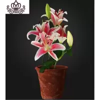 封后带芽香水百合花盆栽带花苞室内外花卉风信子水仙花苗四季种易活 [A4]博思+(送盆土生根肥) 含盆