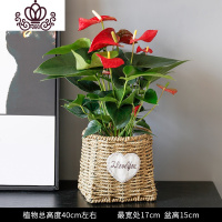 封后红掌盆栽办公室桌面植物室内客厅小型盆景开花绿植花卉盆栽 红掌140#[方形竹编盆] 带盆栽好