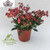 封后重瓣宫灯长寿花室内盆栽花卉花苗四季开花不断多年生露露花园 一盆单掰宫灯长寿 带盆栽好