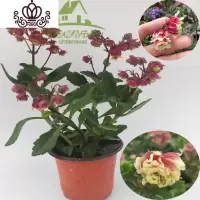 封后重瓣宫灯长寿花室内盆栽花卉花苗四季开花不断多年生露露花园 一盆重掰宫灯长寿 带盆栽好