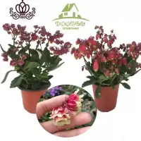 封后重瓣宫灯长寿花室内盆栽花卉花苗四季开花不断多年生露露花园 两盆单掰+两盆重掰 带盆栽好