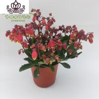 封后重瓣宫灯长寿花室内盆栽花卉花苗四季开花不断多年生露露花园 两盆单掰宫灯长寿 带盆栽好