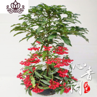 封后盆栽花卉富贵籽朱砂根红凉伞金万两净化空气阳台办 掌柜推荐:精品22-24串带红果2棵含盆高约55-65cm 带盆栽好