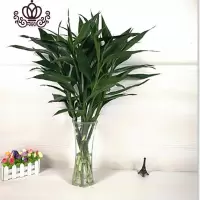 封后室内花卉盆栽水培植物竹大叶竹观音竹客厅竹子水养四季 富贵竹6颗[80cm左右] 含盆
