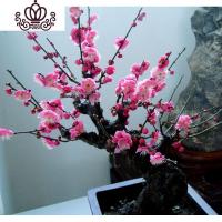 封后梅花盆栽老桩原生红梅盆景老桩腊梅花卉树苗耐寒芳香植物室内庭院 原生绿梅8年带花苞开花 不含盆