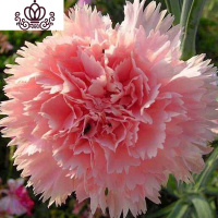 封后云南康乃馨花苗10棵盆栽不带盆四季开花室内室外易种活绿植花卉 粉色10颗 不含盆