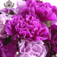 封后云南康乃馨花苗10棵盆栽不带盆四季开花室内室外易种活绿植花卉 紫色10颗 不含盆