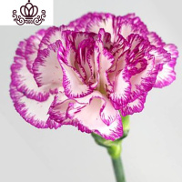 封后云南康乃馨花苗10棵盆栽不带盆四季开花室内室外易种活绿植花卉 紫边10颗 不含盆