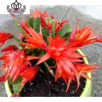 封后仙人指盆栽植物花卉假昙花蟹爪兰苗嫁接室内阳台带根仙人指蟹抓兰 大红色 不含盆