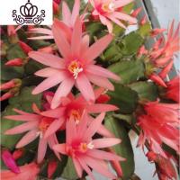 封后仙人指盆栽植物花卉假昙花蟹爪兰苗嫁接室内阳台带根仙人指蟹抓兰 橙色 不含盆