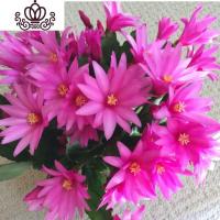 封后仙人指盆栽植物花卉假昙花蟹爪兰苗嫁接室内阳台带根仙人指蟹抓兰 玫红色 不含盆