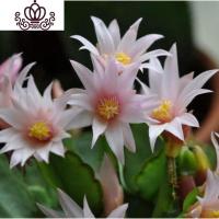 封后仙人指盆栽植物花卉假昙花蟹爪兰苗嫁接室内阳台带根仙人指蟹抓兰 粉色 不含盆