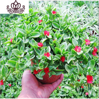 封后牡丹吊兰口红绿萝常春藤金边心佛珠吊兰室内阳台盆栽花卉植物 牡丹吊兰 不含盆
