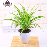 封后牡丹吊兰口红绿萝常春藤金边心佛珠吊兰室内阳台盆栽花卉植物 金心吊兰 不含盆