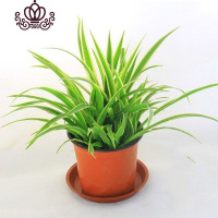 封后牡丹吊兰口红绿萝常春藤金边心佛珠吊兰室内阳台盆栽花卉植物 金边吊兰 不含盆