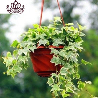 封后牡丹吊兰口红绿萝常春藤金边心佛珠吊兰室内阳台盆栽花卉植物 金边常春藤吊兰 不含盆