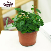 封后牡丹吊兰口红绿萝常春藤金边心佛珠吊兰室内阳台盆栽花卉植物 铜钱草(绿植) 不含盆