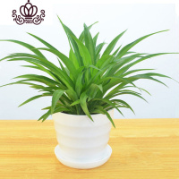 封后牡丹吊兰口红绿萝常春藤金边心佛珠吊兰室内阳台盆栽花卉植物 青叶吊兰 不含盆