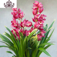 封后矮种兰花苗 达摩灵素荷 四季常绿兰花浓香室内花盆栽花卉室外绿植 大中国龙5苗(收藏送肥) 不含盆