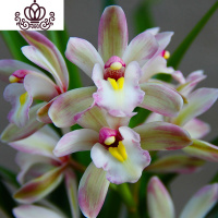 封后矮种兰花苗 达摩灵素荷 四季常绿兰花浓香室内花盆栽花卉室外绿植 彩虹5苗(收藏送肥) 不含盆