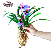 封后矮种兰花苗 达摩灵素荷 四季常绿兰花浓香室内花盆栽花卉室外绿植 紫月荷5苗(收藏送肥) 不含盆