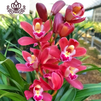 封后矮种兰花苗 达摩灵素荷 四季常绿兰花浓香室内花盆栽花卉室外绿植 红将军5苗(收藏送肥) 不含盆