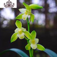 封后矮种兰花苗 达摩灵素荷 四季常绿兰花浓香室内花盆栽花卉室外绿植 达摩灵素荷4苗(送肥) 不含盆