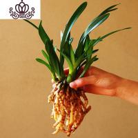 封后矮种兰花苗 达摩灵素荷 四季常绿兰花浓香室内花盆栽花卉室外绿植 达摩灵素荷5苗(送肥) 不含盆