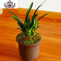 封后矮种兰花苗 达摩灵素荷 四季常绿兰花浓香室内花盆栽花卉室外绿植 达摩灵素荷6苗(送肥) 不含盆