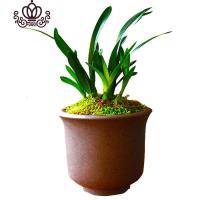 封后矮种兰花苗 达摩灵素荷 四季常绿兰花浓香室内花盆栽花卉室外绿植 达摩灵素荷8苗(送肥) 不含盆