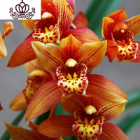 封后矮种兰花苗 达摩灵素荷 四季常绿兰花浓香室内花盆栽花卉室外绿植 醉美人5苗(收藏送肥) 不含盆