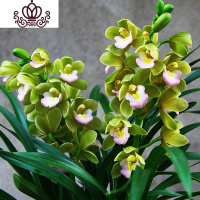 封后矮种兰花苗 达摩灵素荷 四季常绿兰花浓香室内花盆栽花卉室外绿植 香兰5苗(收藏送肥) 不含盆
