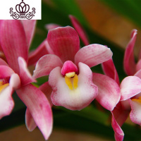 封后矮种兰花苗 达摩灵素荷 四季常绿兰花浓香室内花盆栽花卉室外绿植 香妃5苗(收藏送肥) 不含盆