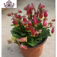 封后宫灯长寿花盆栽花苗期长多年垂吊花卉观花植物室内花阳台四季开花 依恋 不含盆