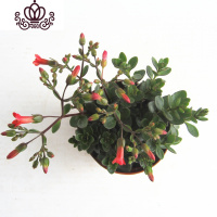 封后宫灯长寿花盆栽花苗期长多年垂吊花卉观花植物室内花阳台四季开花 白色 不含盆