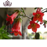 封后宫灯长寿花盆栽花苗期长多年垂吊花卉观花植物室内花阳台四季开花 红灯笼 不含盆