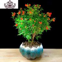 封后石榴树盆栽室内阳台四季开花观赏小石榴庭院花卉带花净化空气植物 石榴树+大星空带托盘 带盆栽好