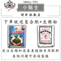 封后重瓣白木香花苗盆栽带花室内庭院花卉爬藤植物浓香四季开花不断 黄30-50公分高 不含盆