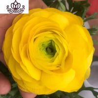 封后阳台庭院室内盆栽花卉芹叶牡丹洋牡丹花毛茛球根花卉四季开花植物 3颗颜色随机 不含盆