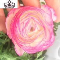 封后阳台庭院室内盆栽花卉芹叶牡丹洋牡丹花毛茛球根花卉四季开花植物 天竺葵5颗 不含盆