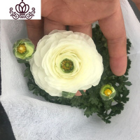 封后阳台庭院室内盆栽花卉芹叶牡丹洋牡丹花毛茛球根花卉四季开花植物 奶白色 不含盆