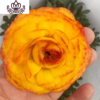 封后阳台庭院室内盆栽花卉芹叶牡丹洋牡丹花毛茛球根花卉四季开花植物 橙色复色 不含盆