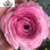 封后阳台庭院室内盆栽花卉芹叶牡丹洋牡丹花毛茛球根花卉四季开花植物 浅色复色 不含盆