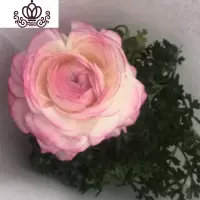 封后阳台庭院室内盆栽花卉芹叶牡丹洋牡丹花毛茛球根花卉四季开花植物 淡复色 不含盆