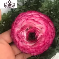 封后阳台庭院室内盆栽花卉芹叶牡丹洋牡丹花毛茛球根花卉四季开花植物 深复色 不含盆