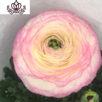 封后阳台庭院室内盆栽花卉芹叶牡丹洋牡丹花毛茛球根花卉四季开花植物 粉边 不含盆