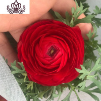 封后阳台庭院室内盆栽花卉芹叶牡丹洋牡丹花毛茛球根花卉四季开花植物 红色 不含盆